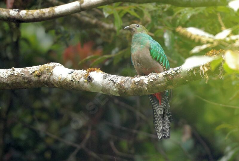 Resplendent Quetzal female adult breeding