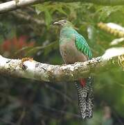 Resplendent Quetzal