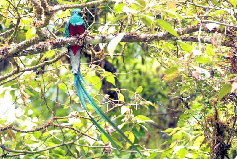 Resplendent Quetzal male adult breeding, close-up portrait