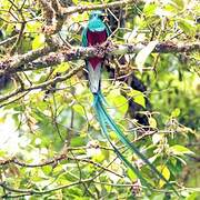 Quetzal resplendissant