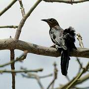 Great-tailed Grackle