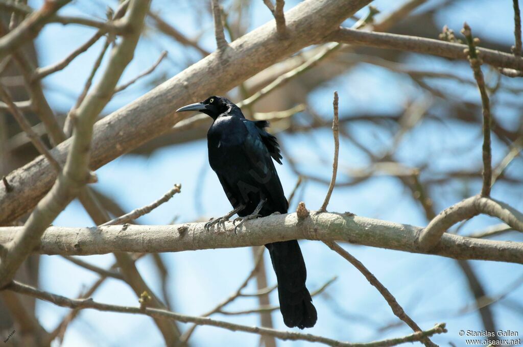 Great-tailed Grackle male adult breeding, close-up portrait