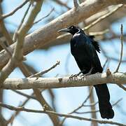 Great-tailed Grackle