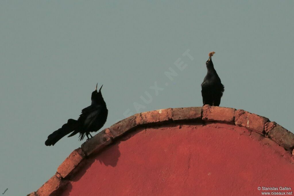 Great-tailed Grackle male adult breeding, courting display, song