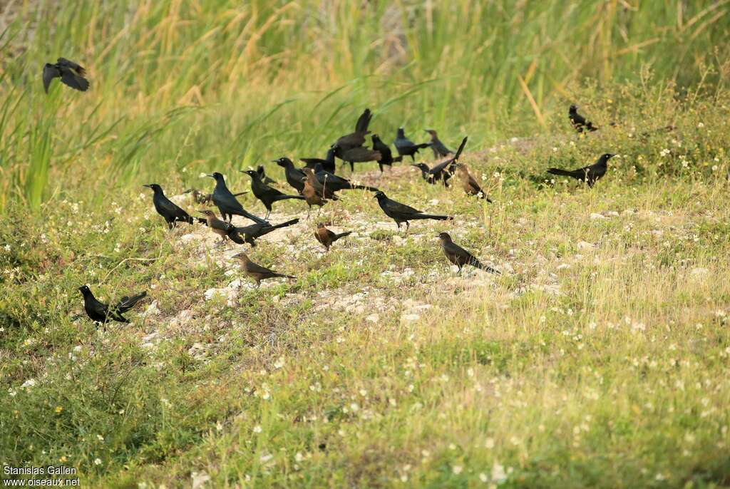 Great-tailed Grackle, habitat, pigmentation, walking, Behaviour