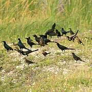 Great-tailed Grackle