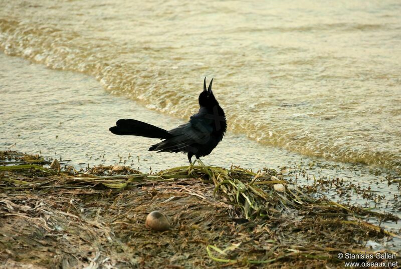 Great-tailed Grackle male adult breeding, courting display, song