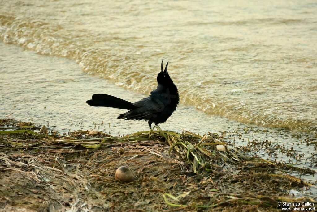 Great-tailed Grackle male adult breeding, courting display, song