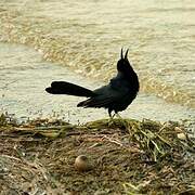 Great-tailed Grackle