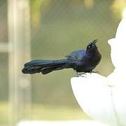 Great-tailed Grackle