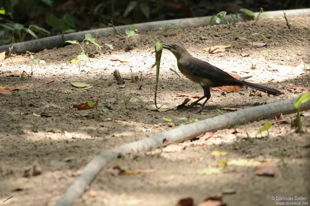 Great-tailed Grackleadult, fishing/hunting