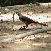 Great-tailed Grackle