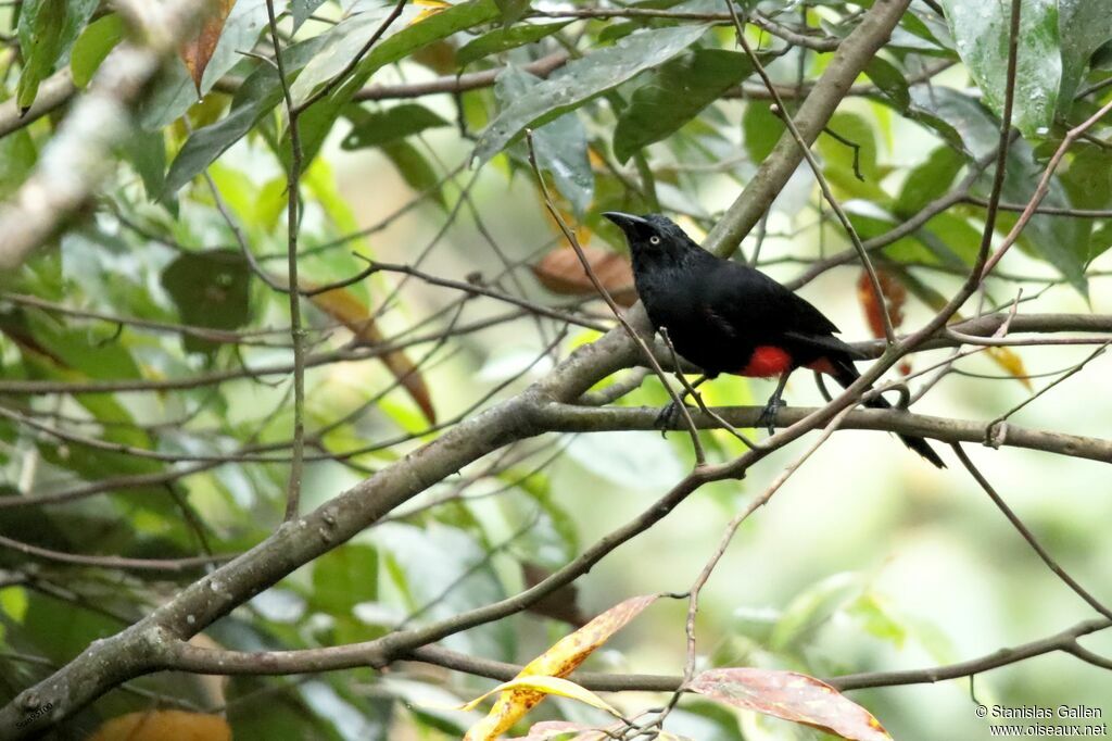 Red-bellied Grackleadult