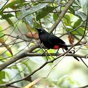 Red-bellied Grackle