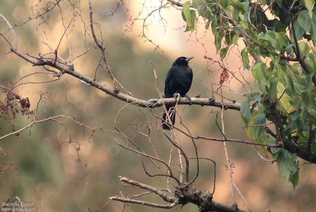 Quiscale chanteuradulte nuptial, habitat