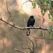 Melodious Blackbird