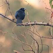 Melodious Blackbird