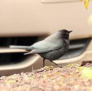 Brewer's Blackbird