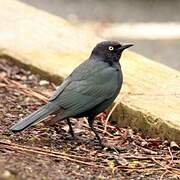 Brewer's Blackbird