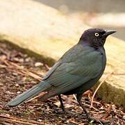 Brewer's Blackbird