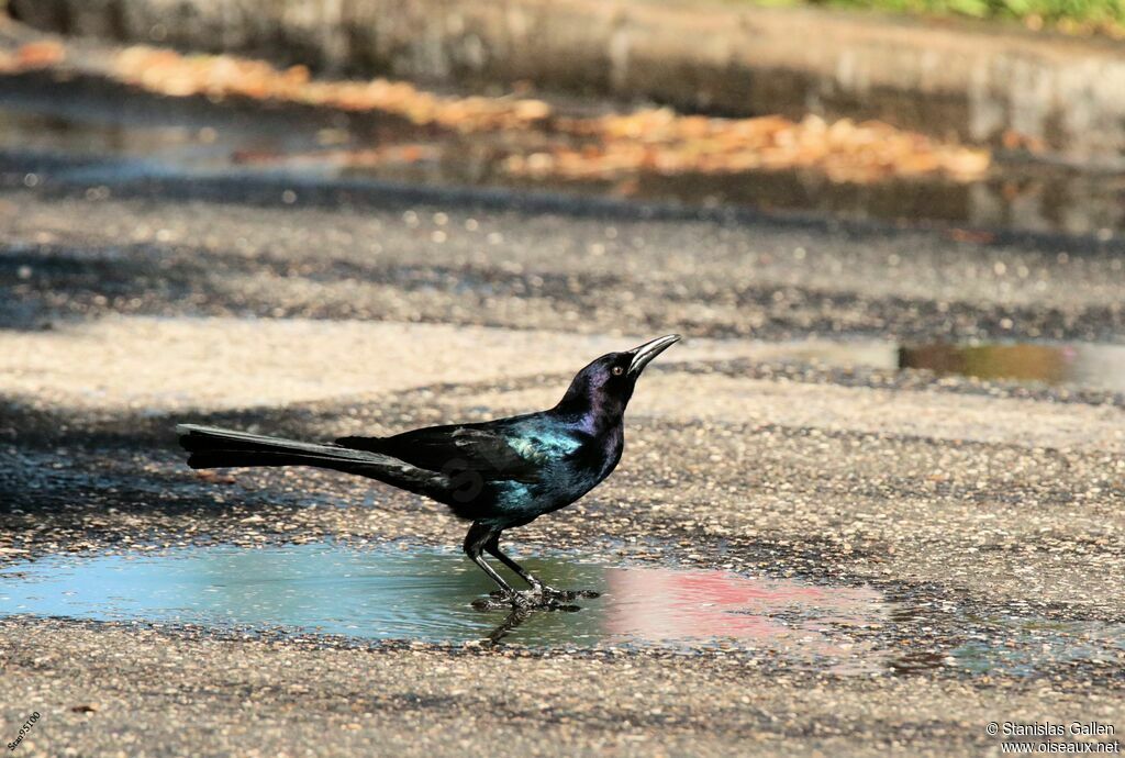 Boat-tailed Grackle