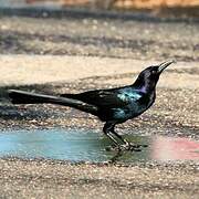 Boat-tailed Grackle