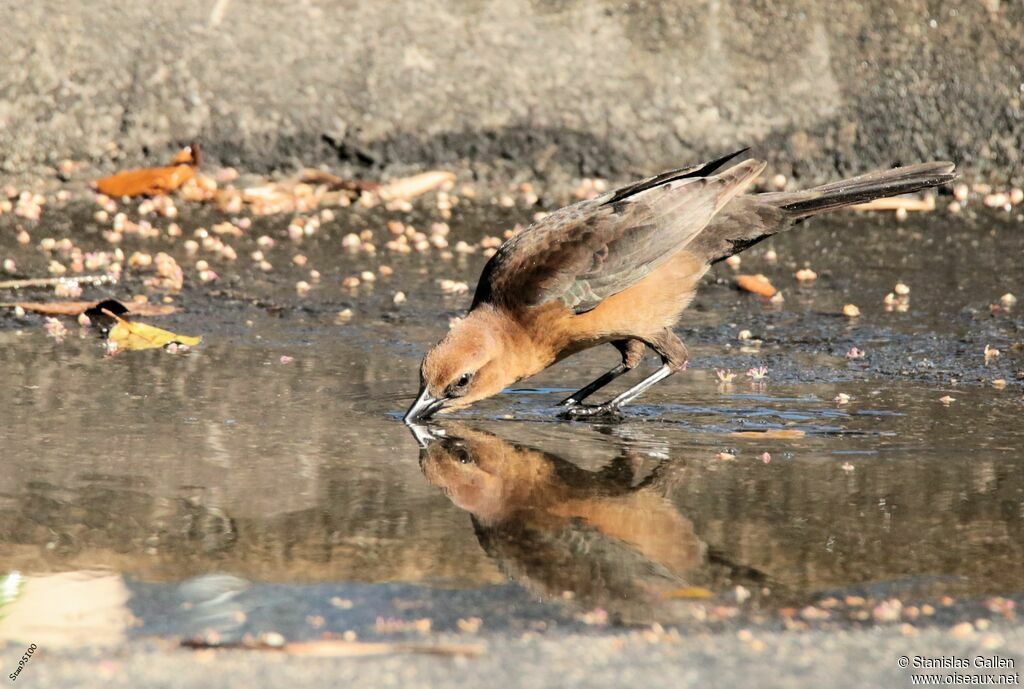 Boat-tailed Grackleadult