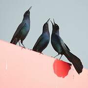 Boat-tailed Grackle