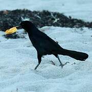 Boat-tailed Grackle