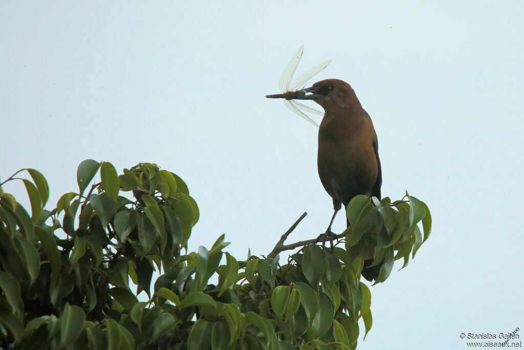 Boat-tailed Grackle female adult