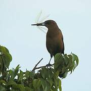 Boat-tailed Grackle