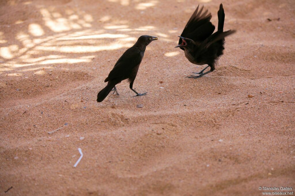 Carib Grackleadult, Reproduction-nesting