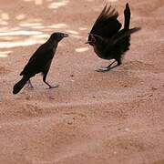 Carib Grackle