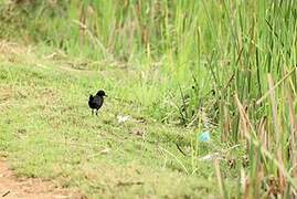 Black Crake