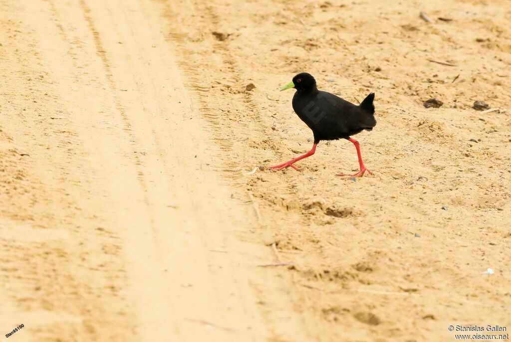 Black Crakeadult, walking