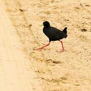 Black Crake