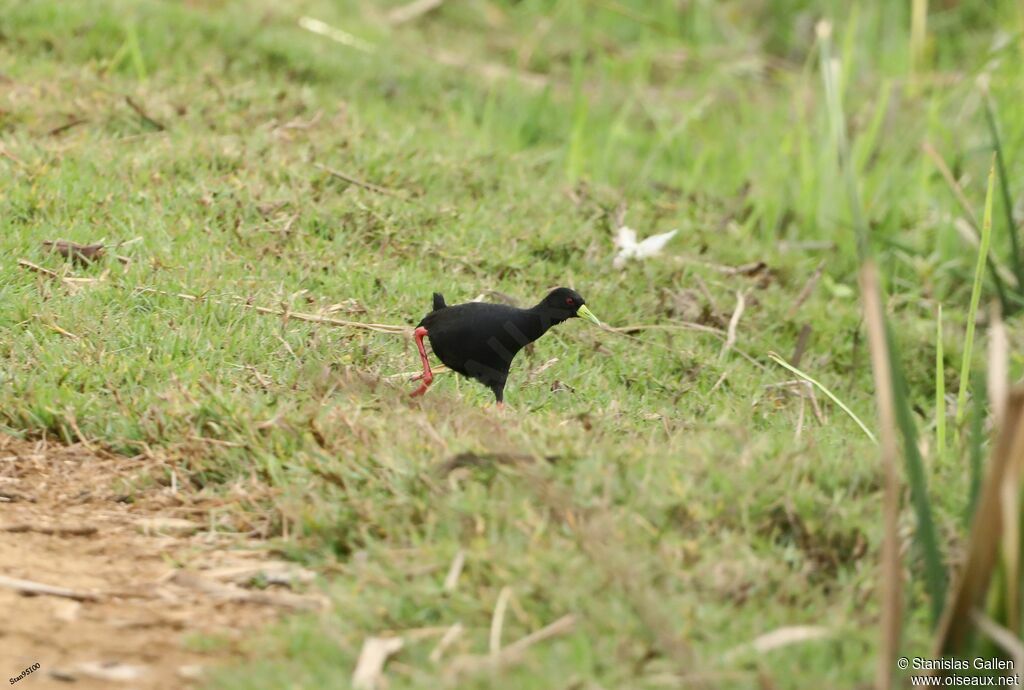 Black Crakeadult, walking