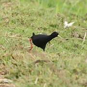 Black Crake