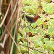 White-throated Crake