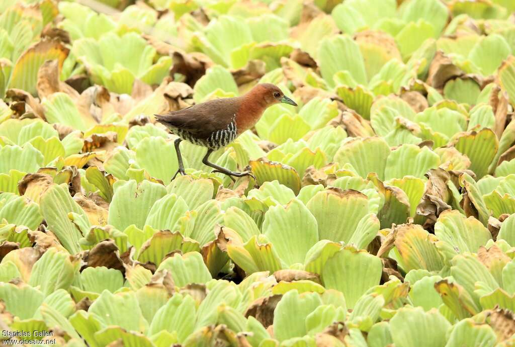 White-throated Crakeadult, habitat, pigmentation, Behaviour