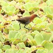 White-throated Crake