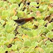 White-throated Crake