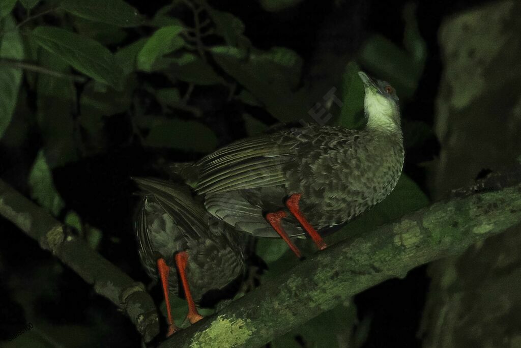 Râle à pieds rougesadulte