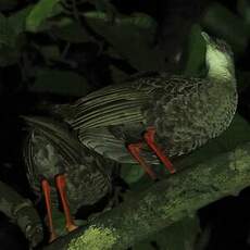 Râle à pieds rouges