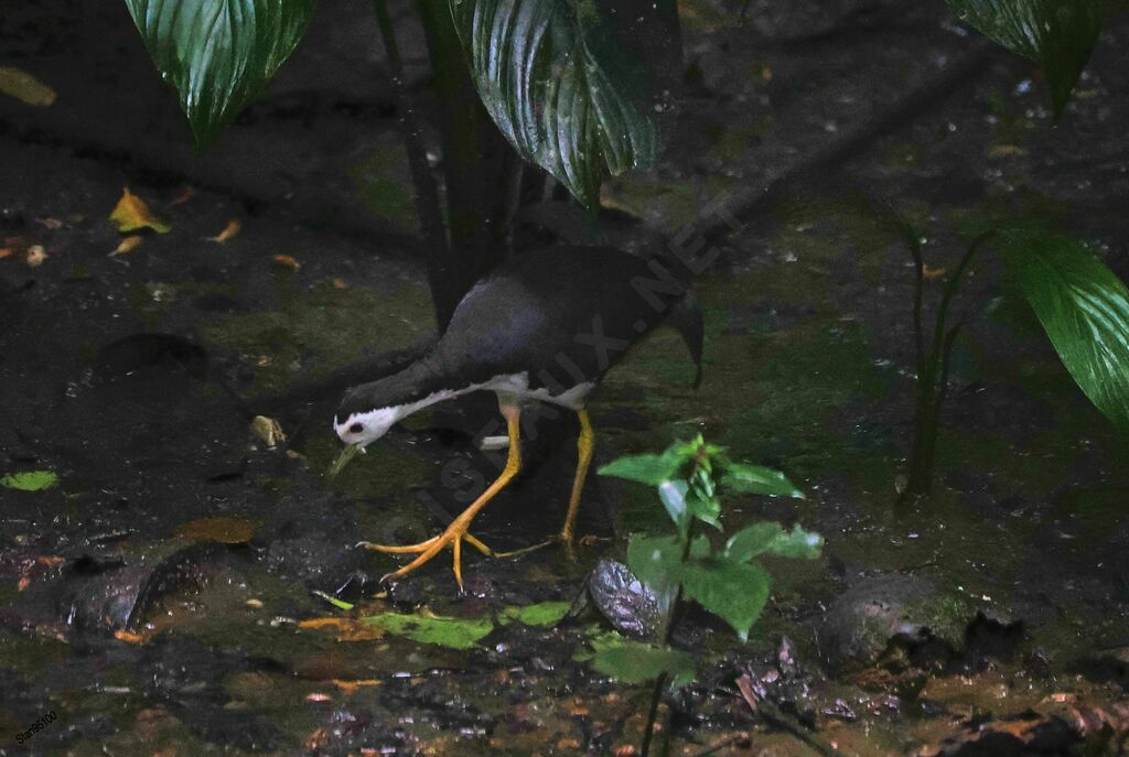 White-breasted Waterhenadult, walking