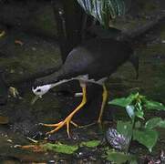 White-breasted Waterhen