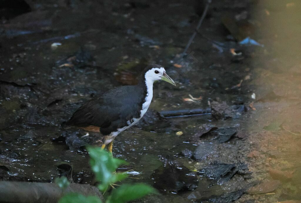 White-breasted Waterhenadult breeding, close-up portrait, walking