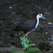 White-breasted Waterhen