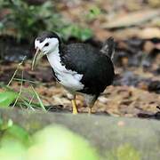 White-breasted Waterhen