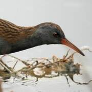 Water Rail